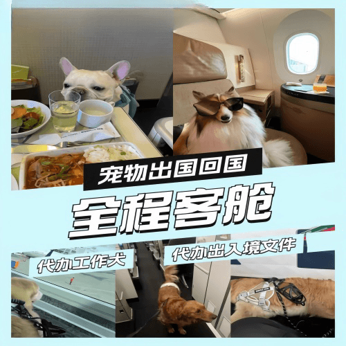 三沙市宠物托运到白俄罗斯宠物入境规定和要求
